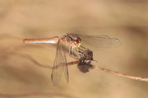 Sympetrum meridionale